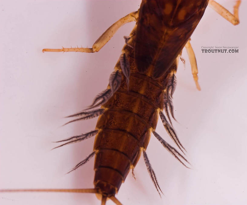 Neoleptophlebia Mayfly Nymph from Mongaup Creek in New York