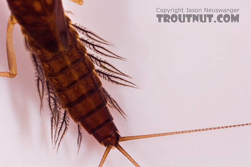 Neoleptophlebia Mayfly Nymph from Mongaup Creek in New York