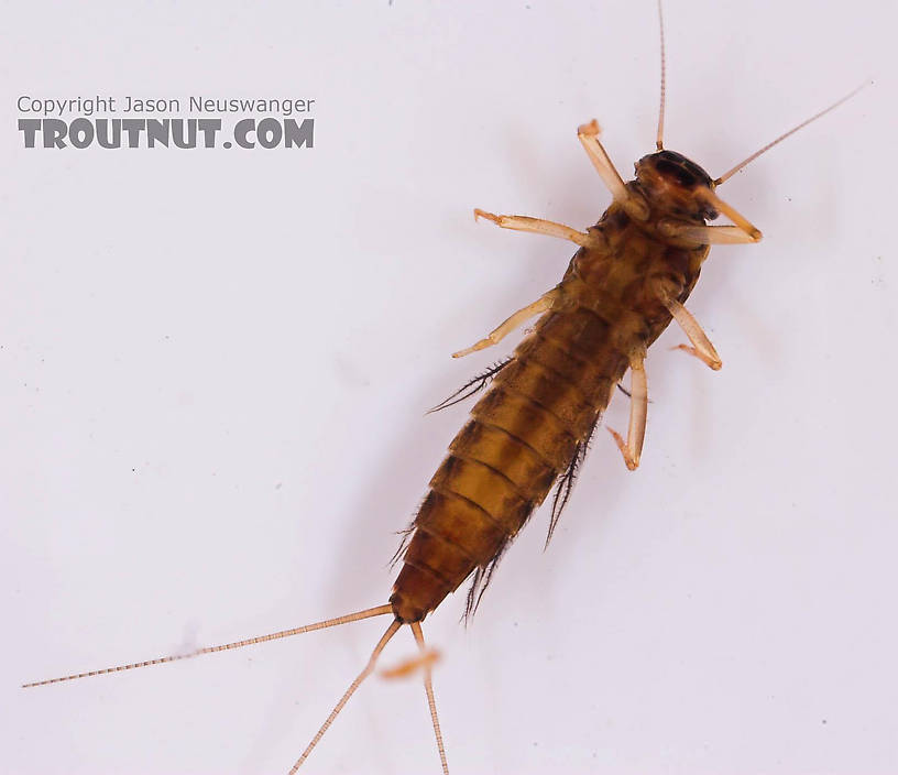 Neoleptophlebia Mayfly Nymph from Mongaup Creek in New York