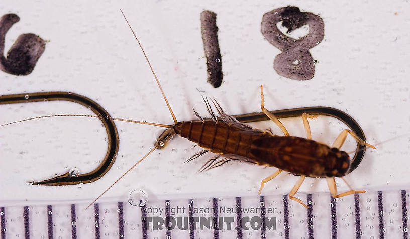 Neoleptophlebia Mayfly Nymph from Mongaup Creek in New York