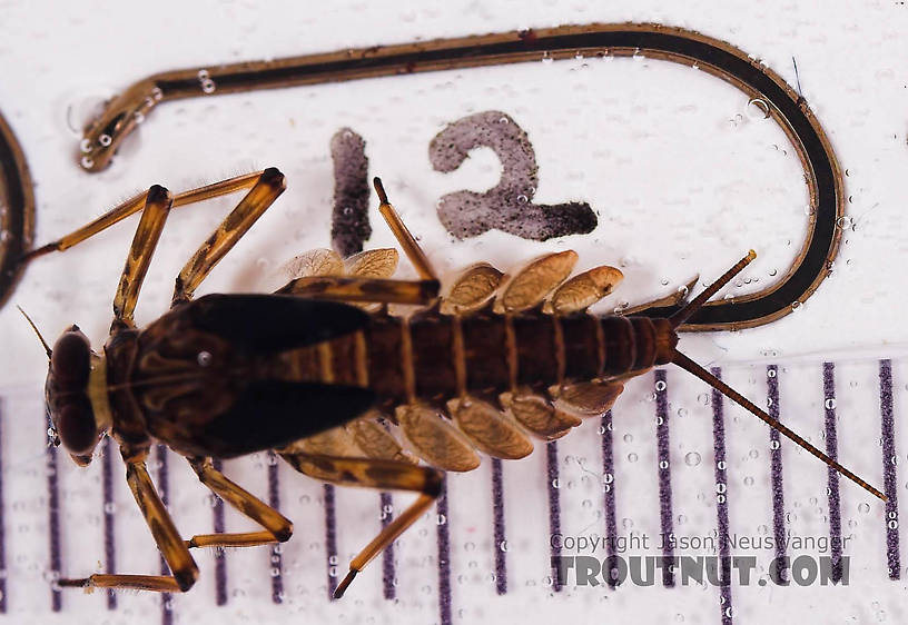 Epeorus pleuralis (Quill Gordon) Mayfly Nymph from Mongaup Creek in New York