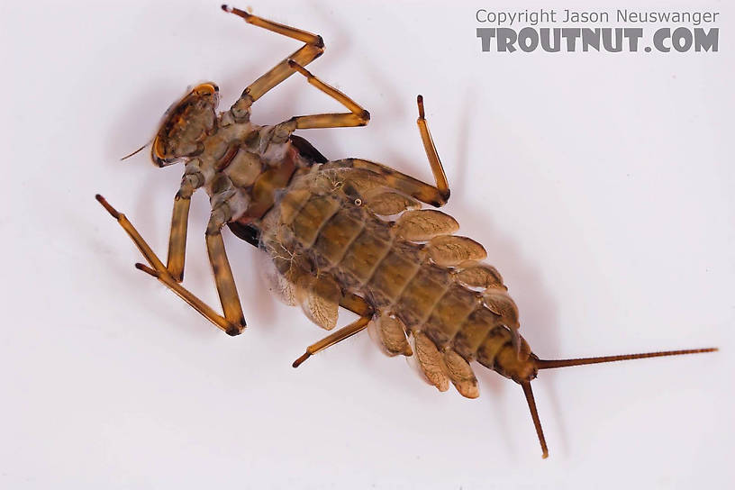 Epeorus pleuralis (Quill Gordon) Mayfly Nymph from Mongaup Creek in New York