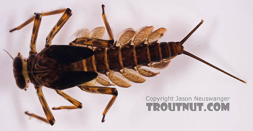 Epeorus pleuralis (Quill Gordon) Mayfly Nymph from Mongaup Creek in New York