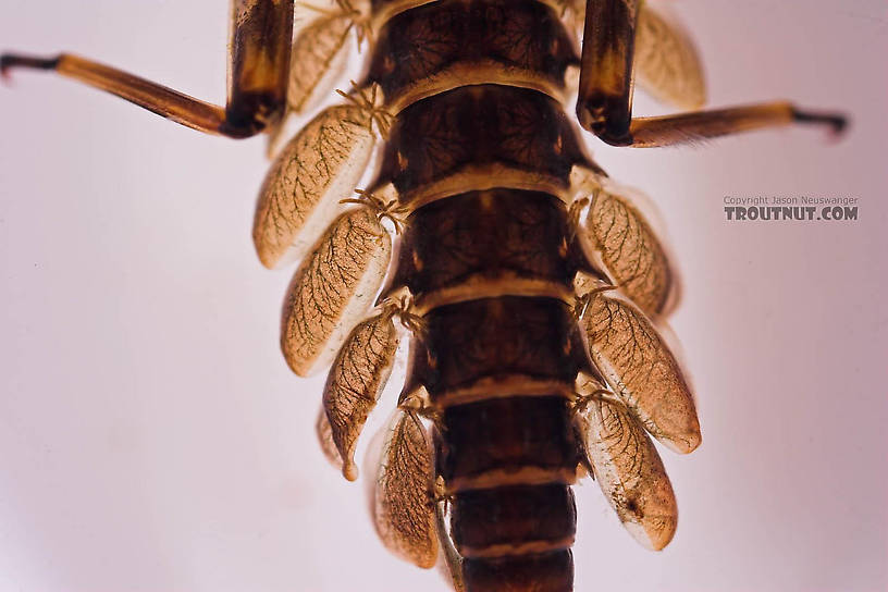 Epeorus pleuralis (Quill Gordon) Mayfly Nymph from Mongaup Creek in New York