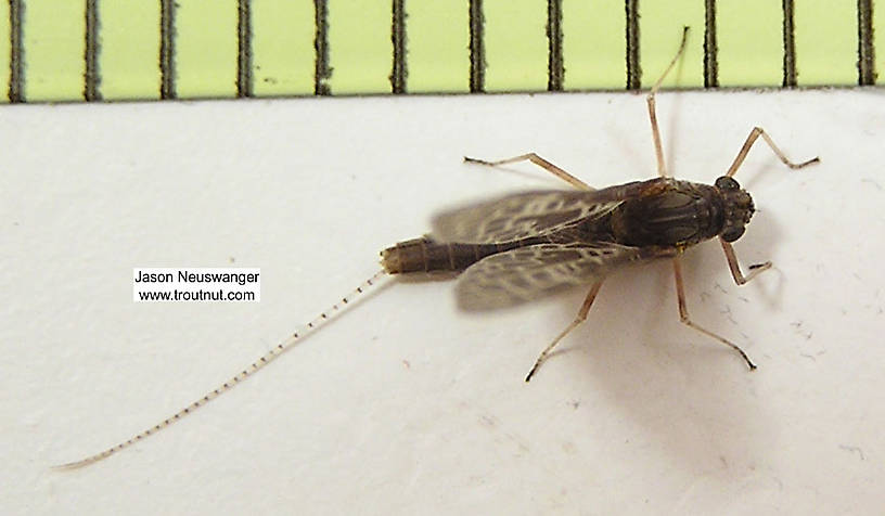 Female Callibaetis ferrugineus (Speckled Spinner) Mayfly Dun from unknown in Wisconsin