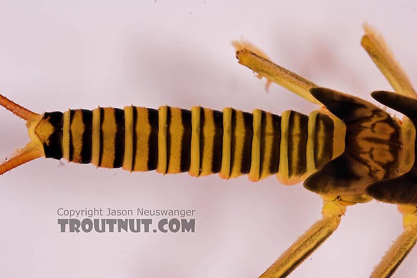 Isogenoides hansoni (Appalachian Springfly) Stonefly Nymph from Mongaup Creek in New York