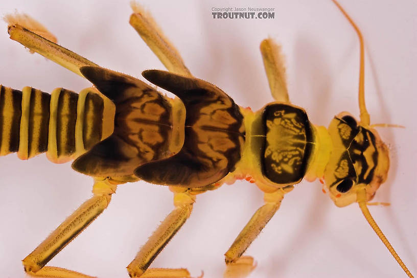 Isogenoides hansoni (Appalachian Springfly) Stonefly Nymph from Mongaup Creek in New York