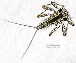 Epeorus vitreus (Sulphur) Mayfly Nymph