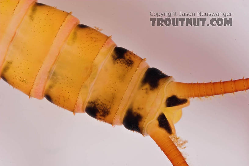 Isogenoides hansoni (Appalachian Springfly) Stonefly Nymph from Mongaup Creek in New York