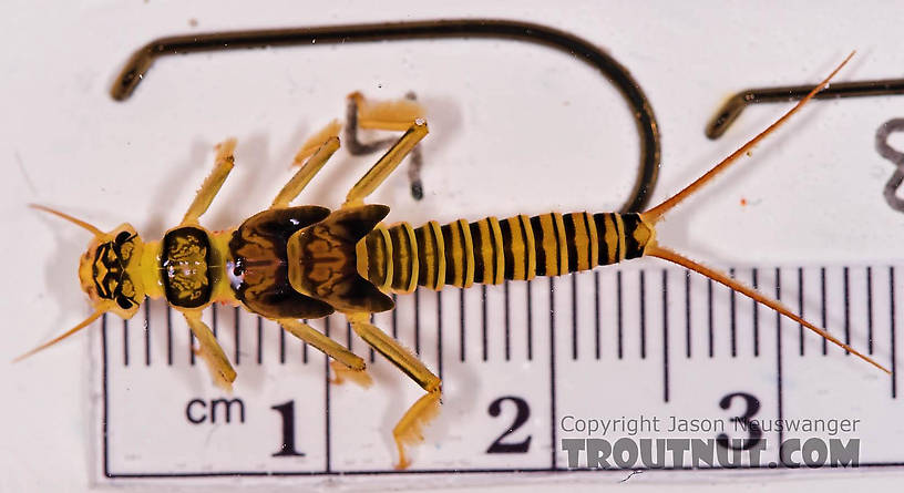 Isogenoides hansoni (Appalachian Springfly) Stonefly Nymph from Mongaup Creek in New York