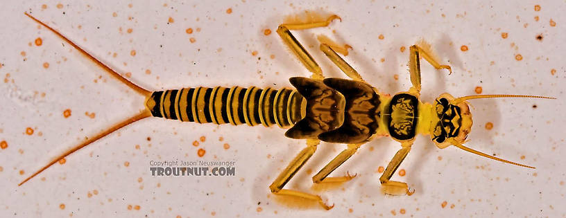 Isogenoides hansoni (Appalachian Springfly) Stonefly Nymph from Mongaup Creek in New York