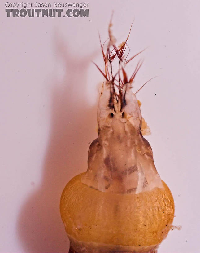 Hexatoma True Fly Larva from Mongaup Creek in New York