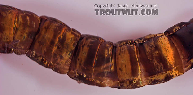 Hexatoma True Fly Larva from Mongaup Creek in New York