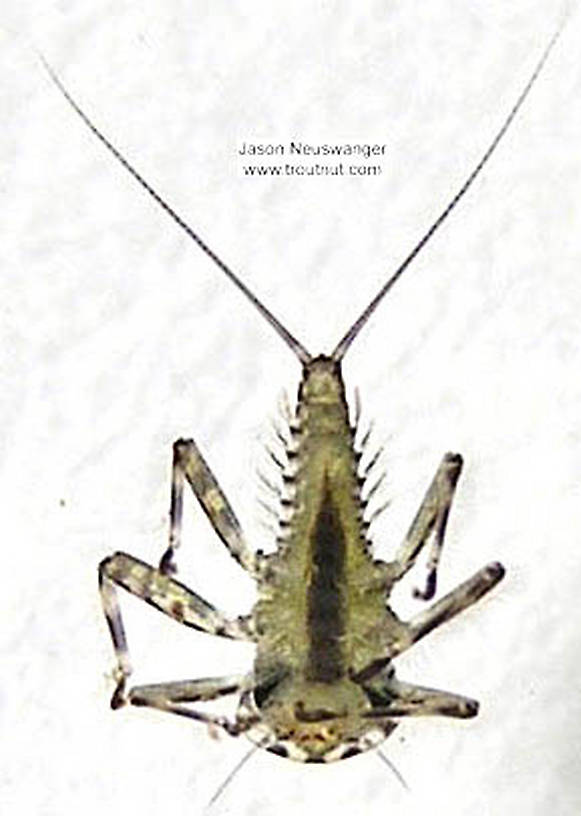 Epeorus vitreus (Sulphur) Mayfly Nymph from the Namekagon River in Wisconsin