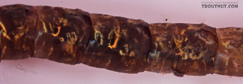 Hexatoma True Fly Larva from Mongaup Creek in New York