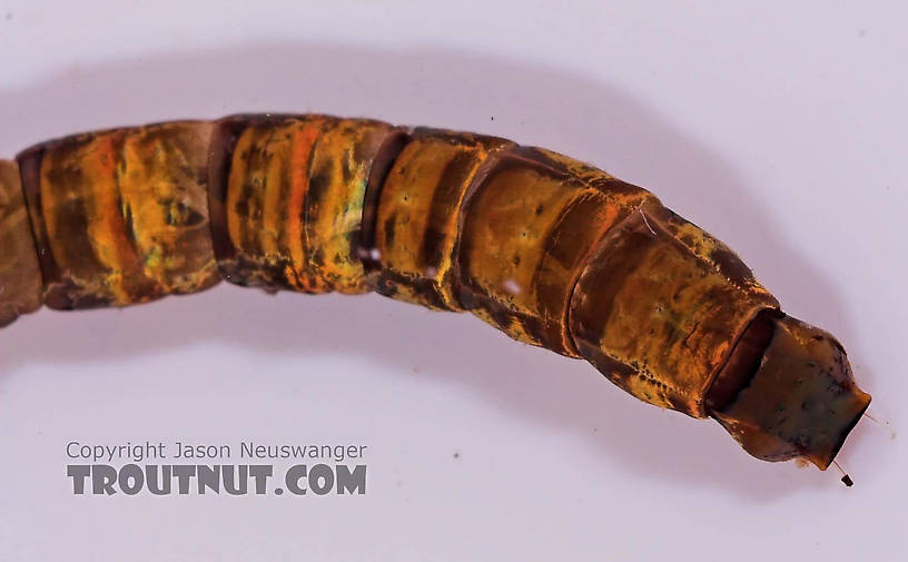 Hexatoma True Fly Larva from Mongaup Creek in New York