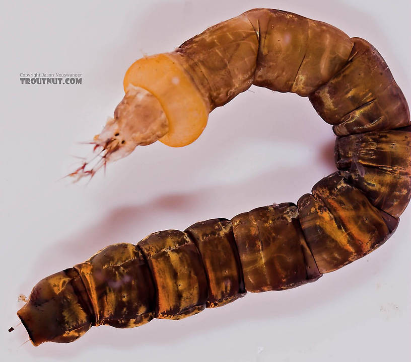 Hexatoma True Fly Larva from Mongaup Creek in New York