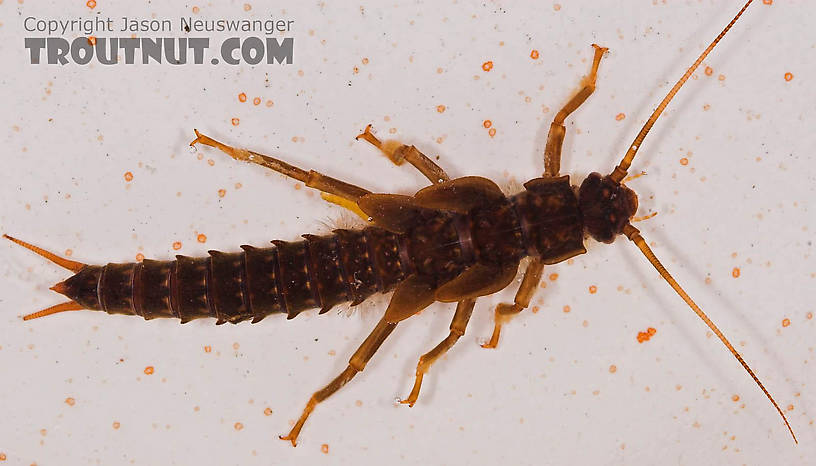 Pteronarcys proteus (Salmonfly) Stonefly Nymph from Mongaup Creek in New York