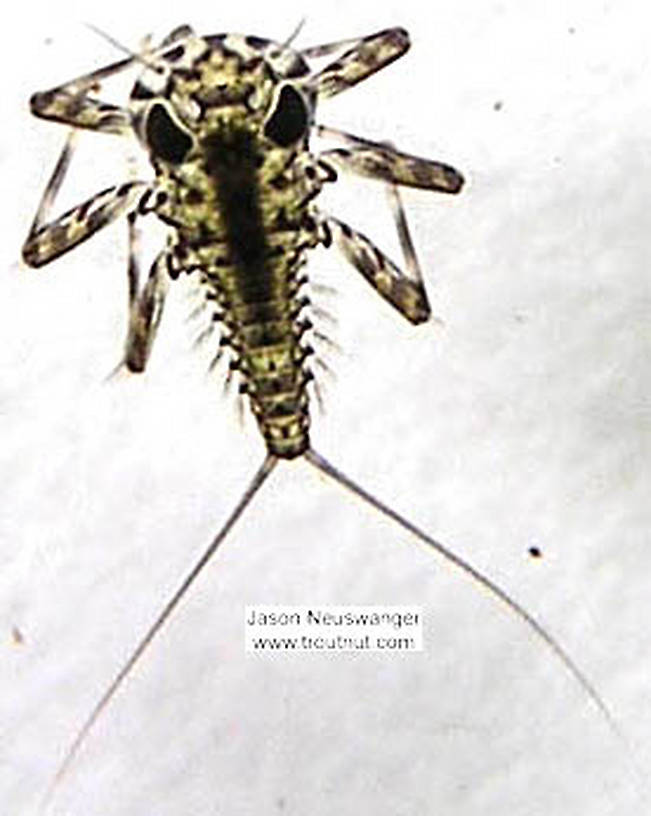 Epeorus vitreus (Sulphur) Mayfly Nymph from the Namekagon River in Wisconsin