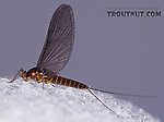 Female Baetis (Blue-Winged Olives) Mayfly Dun