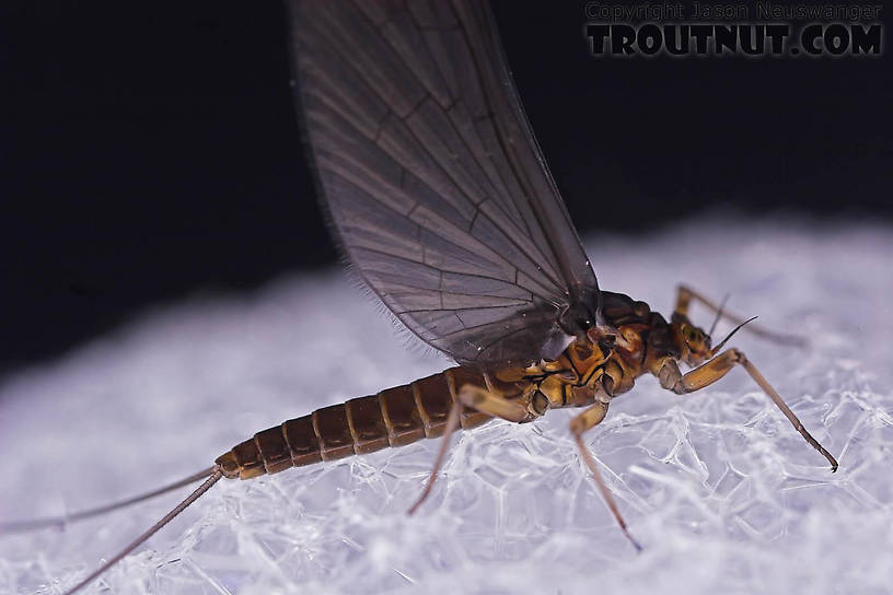 Female Baetis (Blue-Winged Olives) Mayfly Dun from Mongaup Creek in New York