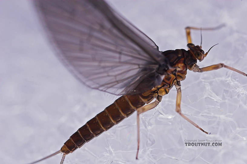 Female Baetis (Blue-Winged Olives) Mayfly Dun from Mongaup Creek in New York