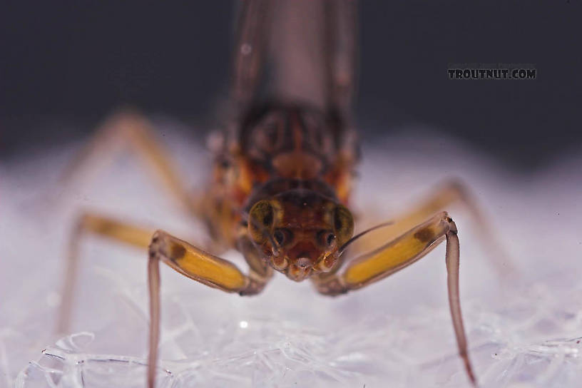 Female Baetis (Blue-Winged Olives) Mayfly Dun from Mongaup Creek in New York