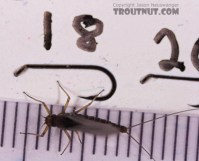 Female Baetis (Blue-Winged Olives) Mayfly Dun from Mongaup Creek in New York