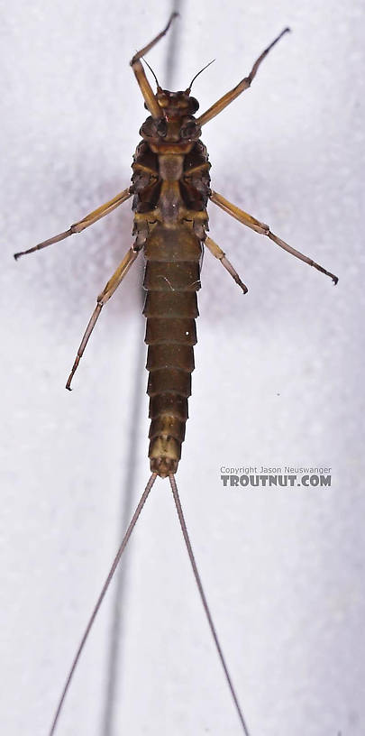 Female Baetis (Blue-Winged Olives) Mayfly Dun from Mongaup Creek in New York