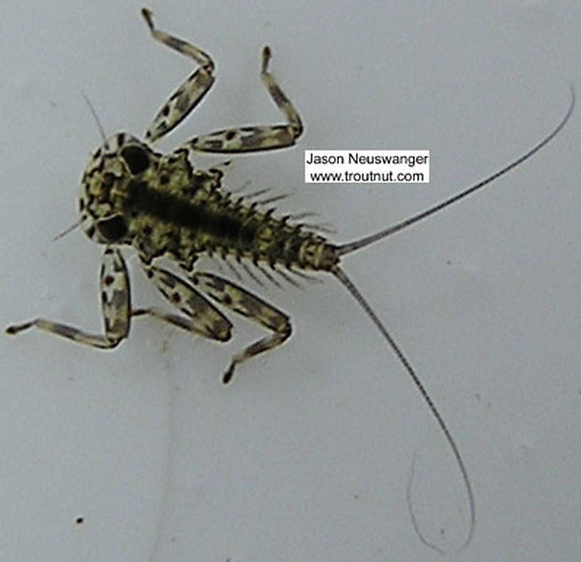 Epeorus vitreus (Sulphur) Mayfly Nymph from unknown in Wisconsin