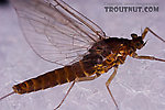 Female Baetis (Blue-Winged Olives) Mayfly Spinner