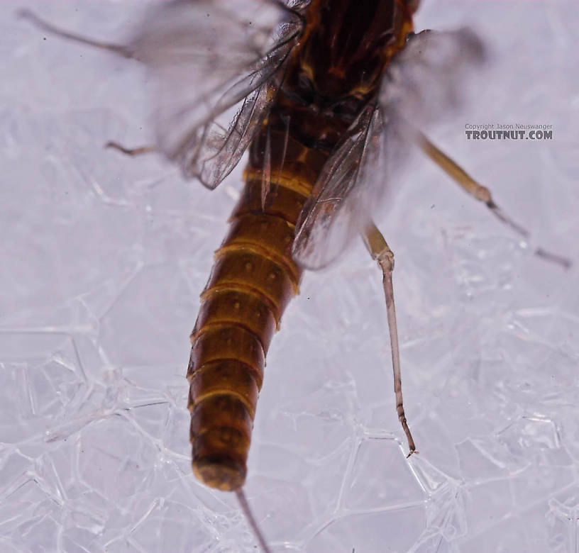 Female Baetis (Blue-Winged Olives) Mayfly Spinner from Mongaup Creek in New York