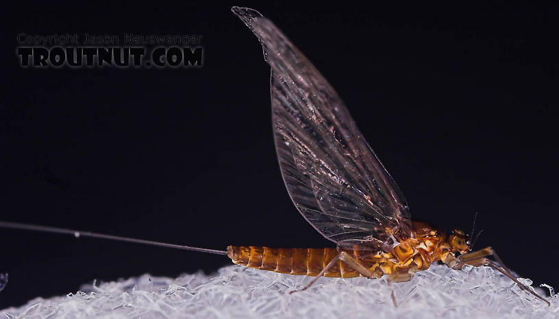 Female Baetis (Blue-Winged Olives) Mayfly Spinner from Mongaup Creek in New York