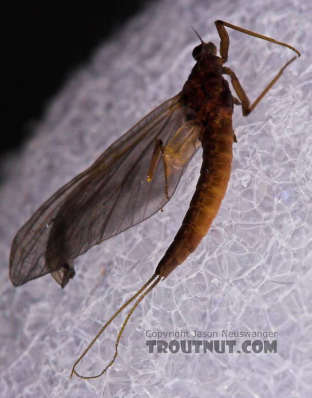 Female Paraleptophlebia (Blue Quills and Mahogany Duns) Mayfly Dun from the Beaverkill River in New York