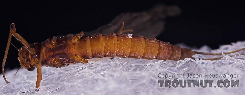 Female Paraleptophlebia (Blue Quills and Mahogany Duns) Mayfly Dun from the Beaverkill River in New York