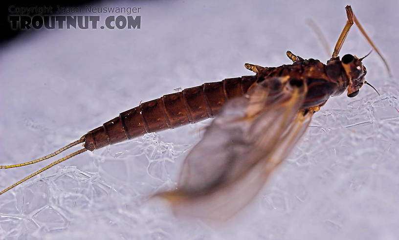 Female Paraleptophlebia (Blue Quills and Mahogany Duns) Mayfly Dun from the Beaverkill River in New York