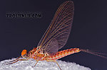 Male Ephemerella subvaria (Hendrickson) Mayfly Dun