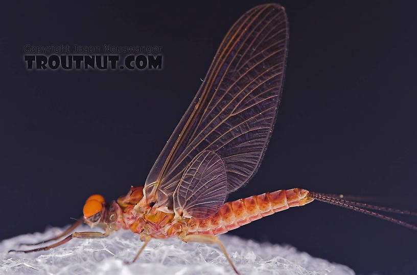 Male Ephemerella subvaria (Hendrickson) Mayfly Dun from the Beaverkill River in New York