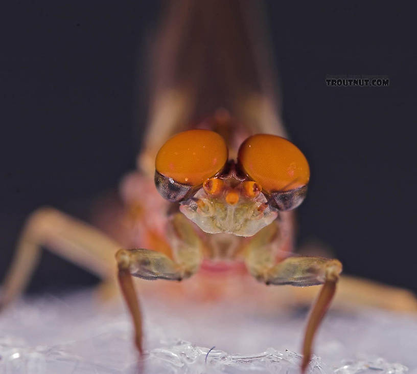 Male Ephemerella subvaria (Hendrickson) Mayfly Dun from the Beaverkill River in New York