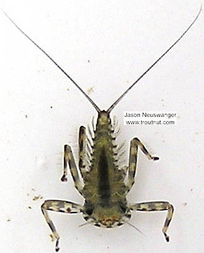 Epeorus vitreus (Sulphur) Mayfly Nymph from unknown in Wisconsin