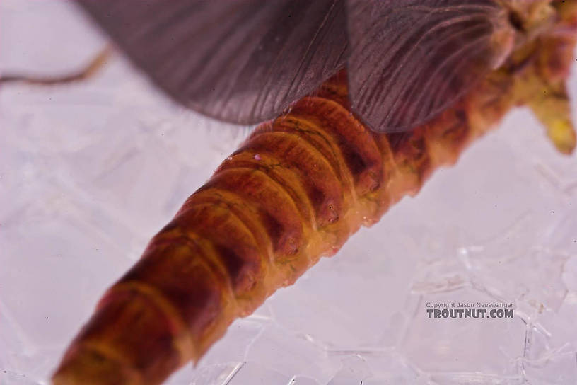 Male Ephemerella subvaria (Hendrickson) Mayfly Dun from the Beaverkill River in New York