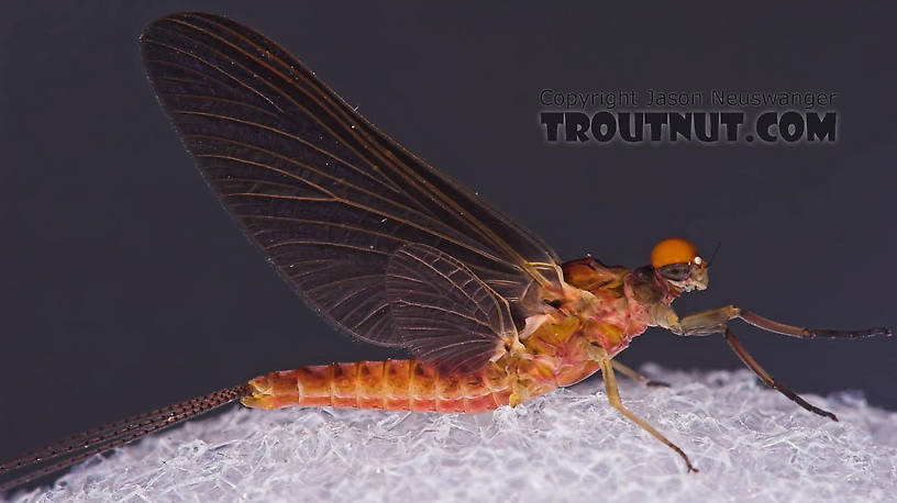 Male Ephemerella subvaria (Hendrickson) Mayfly Dun from the Beaverkill River in New York