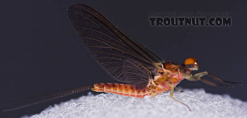 Male Ephemerella subvaria (Hendrickson) Mayfly Dun from the Beaverkill River in New York