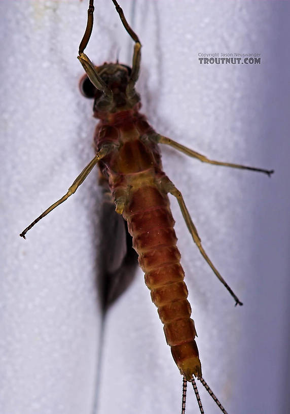 Male Ephemerella subvaria (Hendrickson) Mayfly Dun from the Beaverkill River in New York