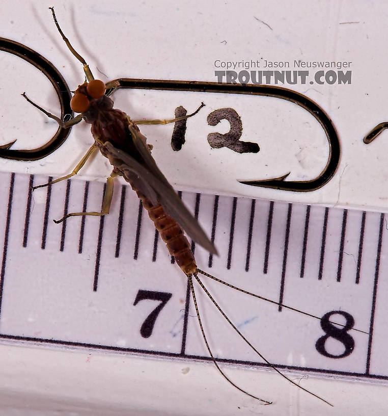 Male Ephemerella subvaria (Hendrickson) Mayfly Dun from the Beaverkill River in New York