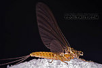 Female Ephemerella subvaria (Hendrickson) Mayfly Dun