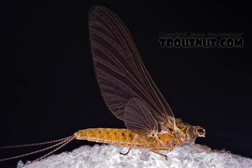 Female Ephemerella subvaria (Hendrickson) Mayfly Dun from the Beaverkill River in New York