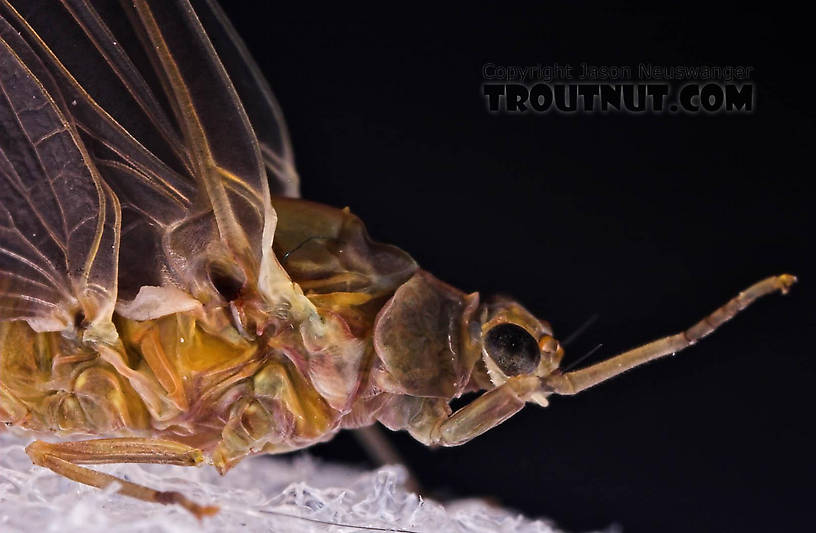 Female Ephemerella subvaria (Hendrickson) Mayfly Dun from the Beaverkill River in New York