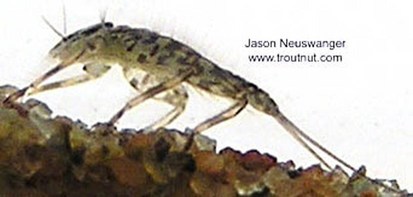 Epeorus vitreus (Sulphur) Mayfly Nymph from unknown in Wisconsin