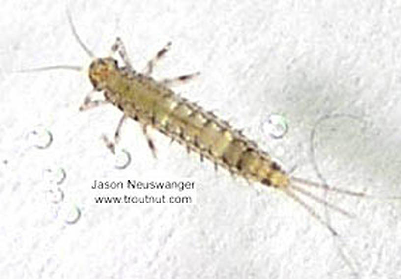 Baetidae (Blue-Winged Olives) Mayfly Nymph from the Namekagon River in Wisconsin